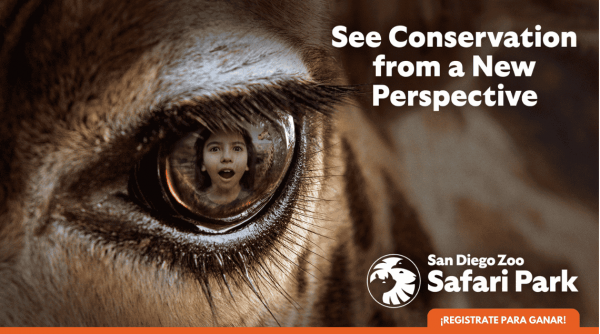 Promo SDZOO March 2025 KCEL